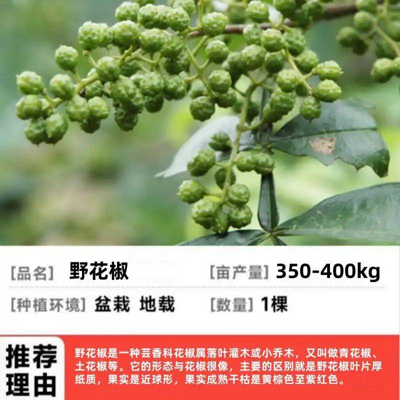 花椒树的种植方法图片