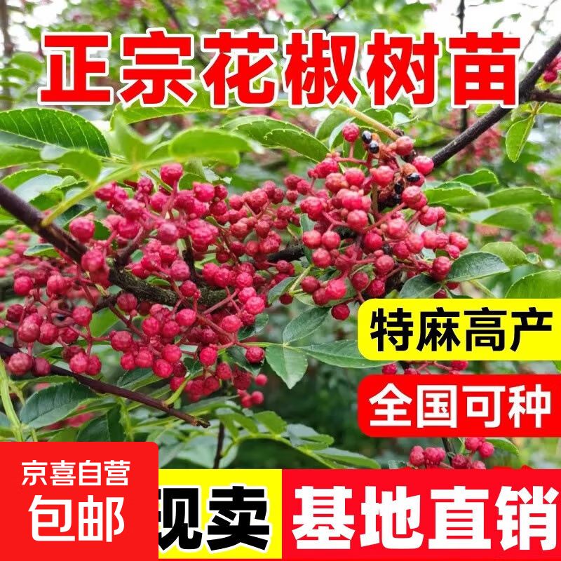 花椒树的种植方法图片