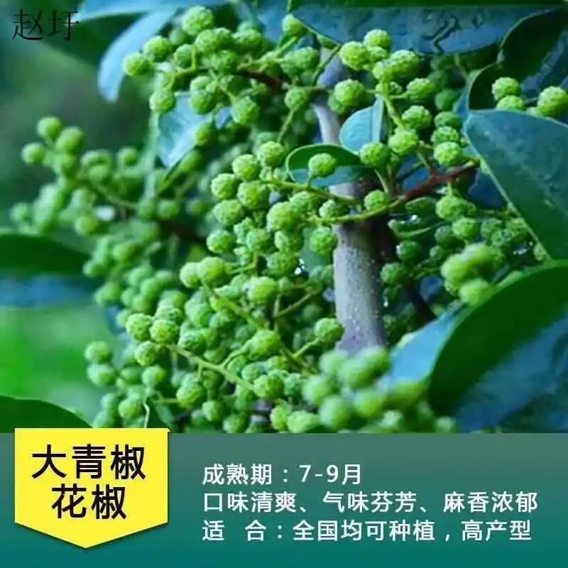 花椒树的种植方法图片