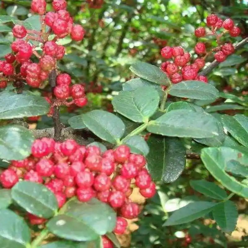 花椒树的种植方法图片