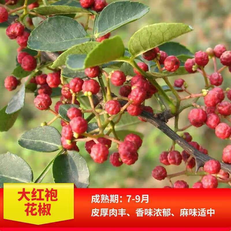 花椒树的种植方法图片