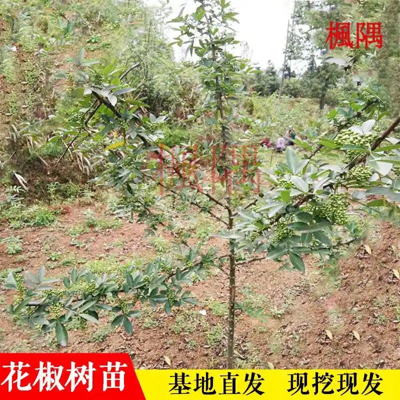 花椒树的种植方法图片