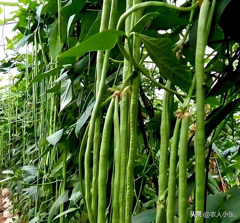 种豆角别瞎忙！避开这3个坑，亩产轻松过万斤