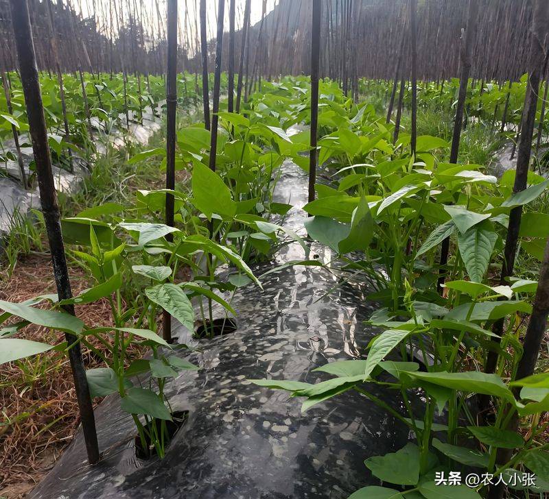 阳台无架豆角种植技术