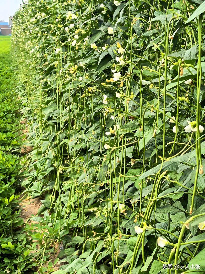 阳台无架豆角种植技术