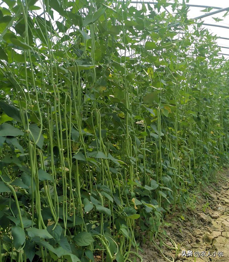 阳台无架豆角种植技术