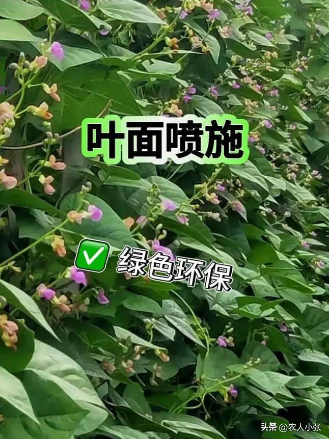 阳台无架豆角种植技术