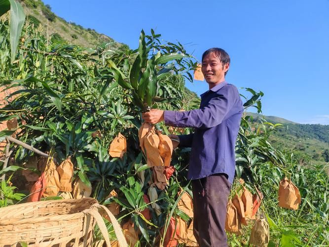 芒果盆栽种植方法图片