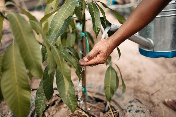 芒果盆栽种植方法图片
