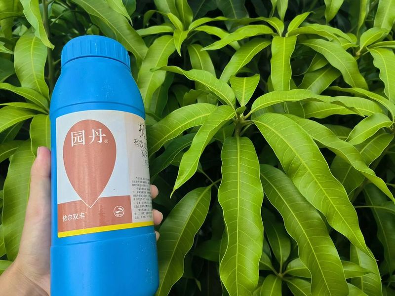 芒果盆栽种植方法图片