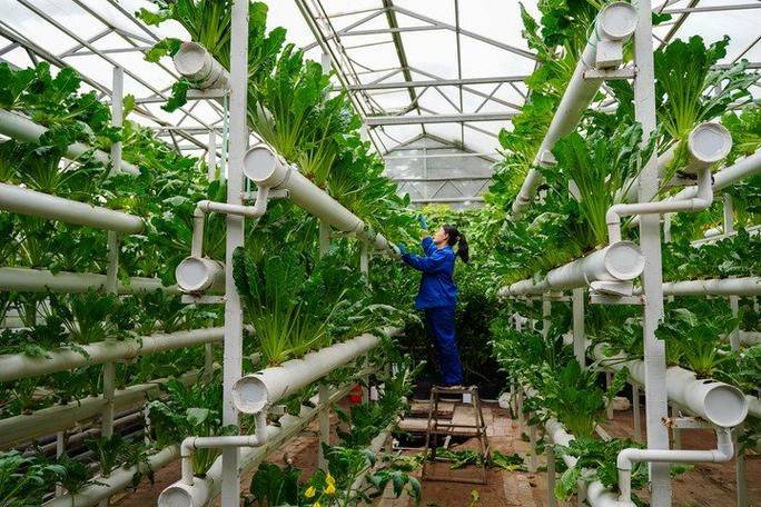 大棚莲藕种植技术视频