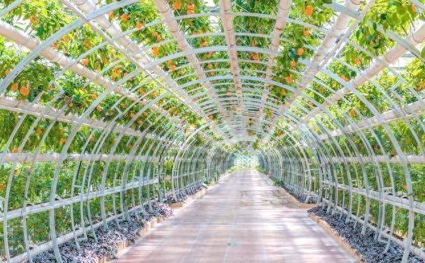 大棚莲藕种植技术视频