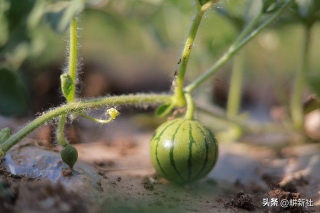小拱棚西瓜种植技术视频