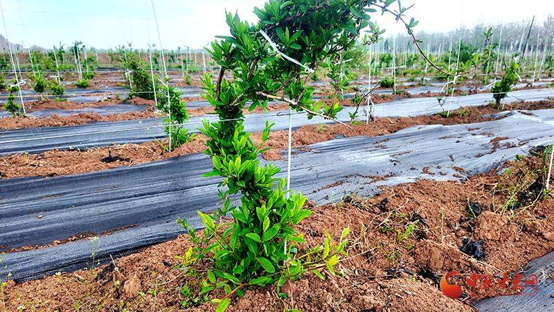 金银花种植技术在哪里学