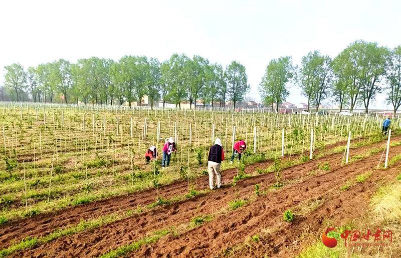 金银花种植技术在哪里学