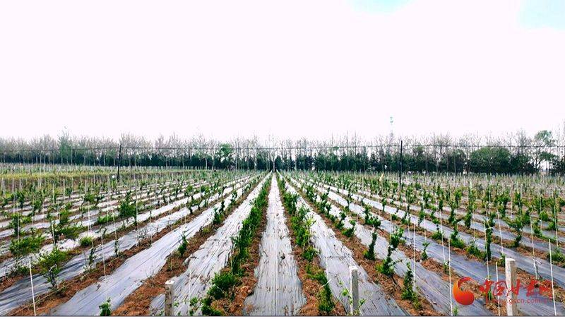 金银花种植技术在哪里学