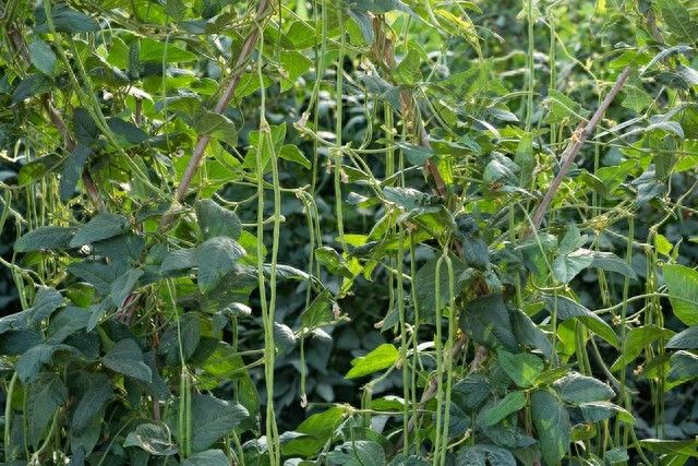 阳台无架豆角种植技术
