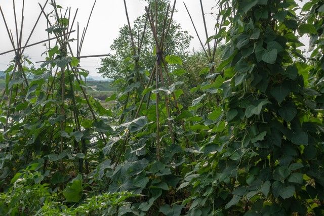 阳台无架豆角种植技术