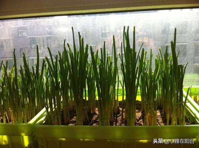 蒜苗的种植方法及时间