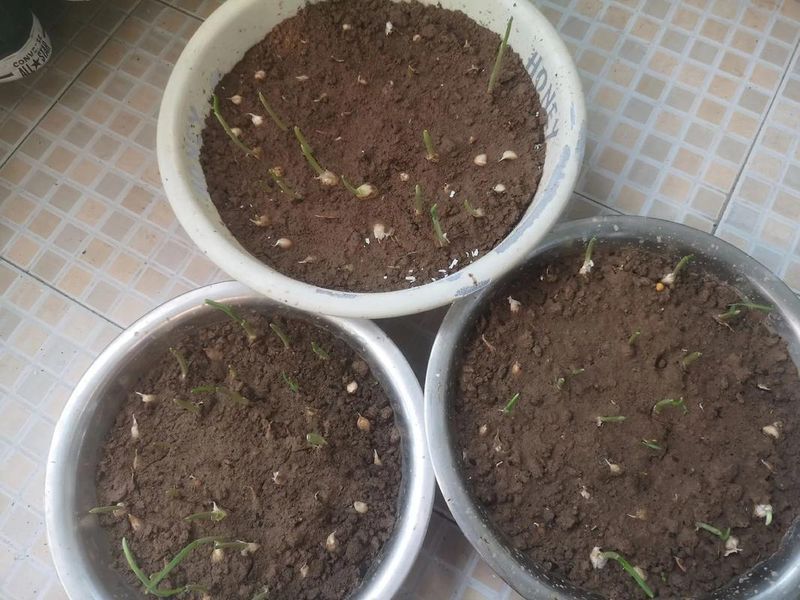 蒜苗的种植方法及时间