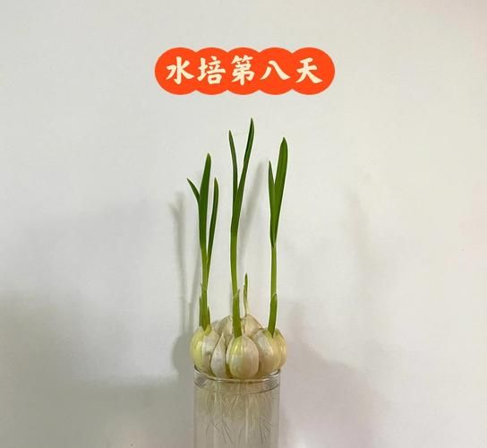 蒜苗的种植方法及时间