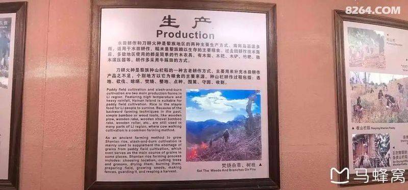 陵水青槟榔多少钱斤
