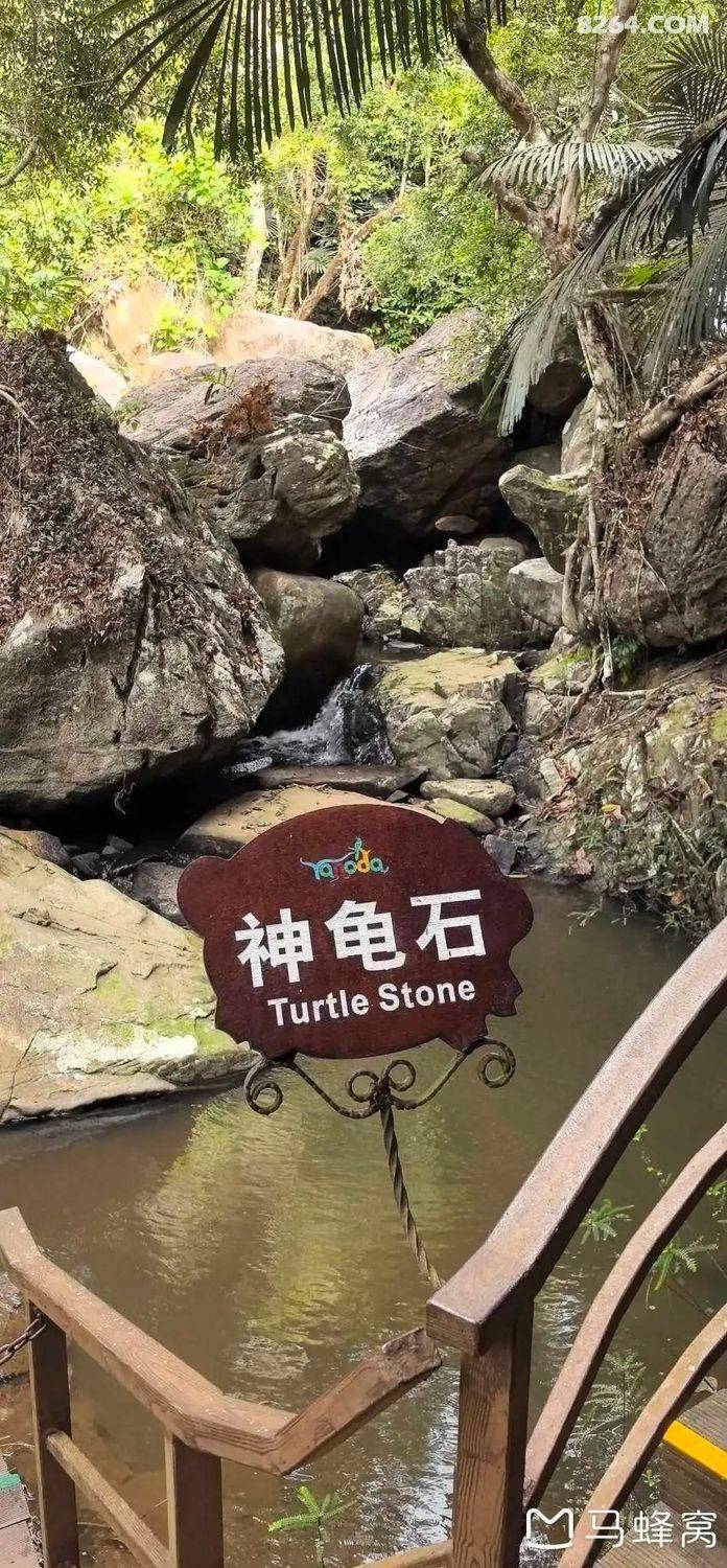 陵水青槟榔多少钱斤