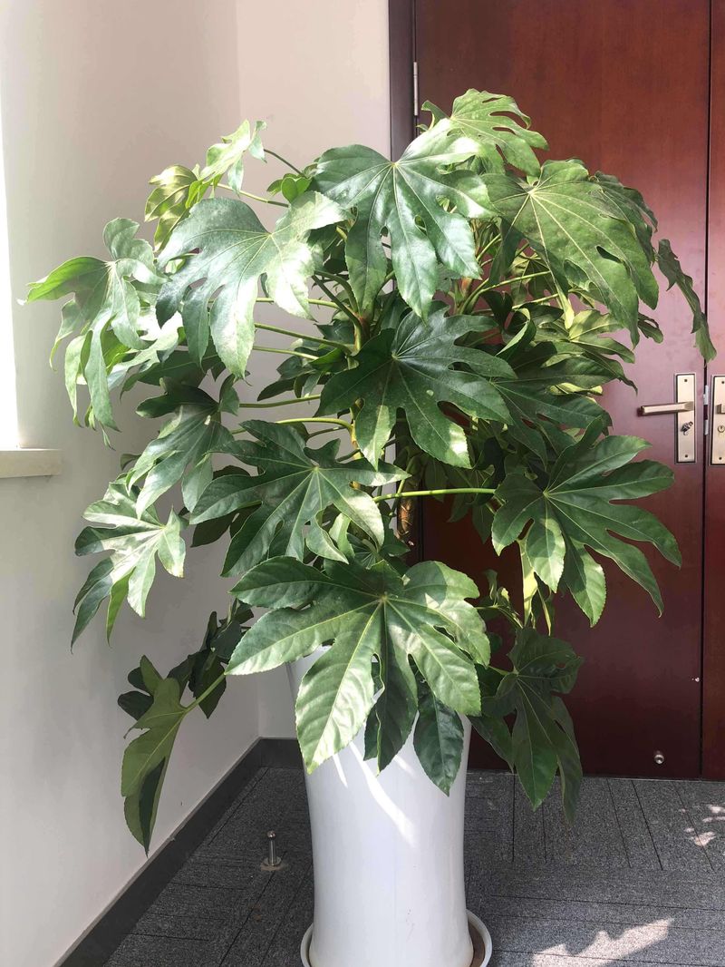 摇钱树的养殖方法和注意事项有哪些