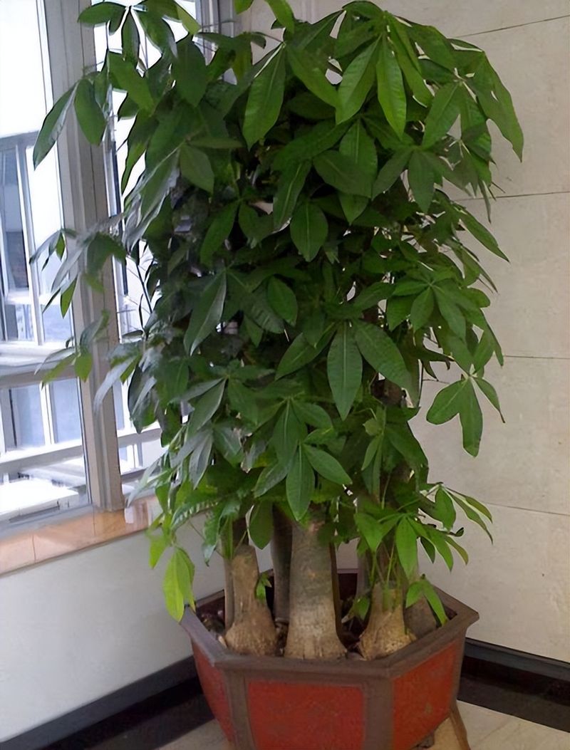 摇钱树的养殖方法和注意事项有哪些