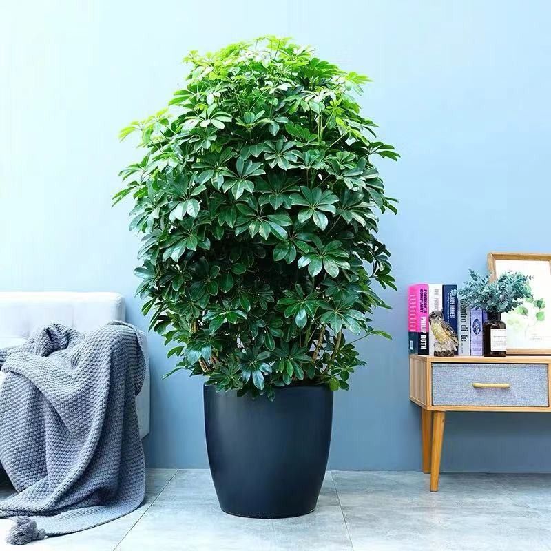 摇钱树的养殖方法和注意事项有哪些