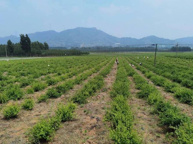 平谷区：4000株金银花扎根全国中药材生态种植示范基地