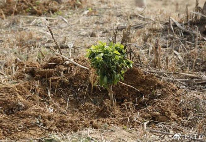 金银花种植技术在哪里学