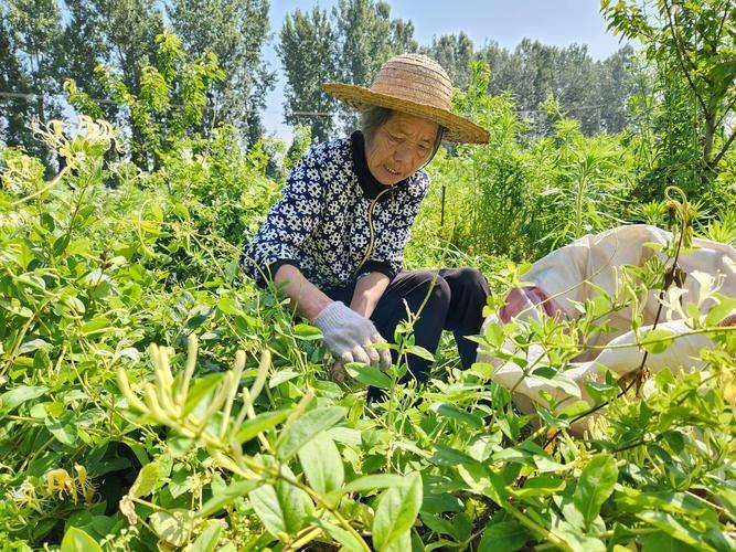 金银花种植技术在哪里学