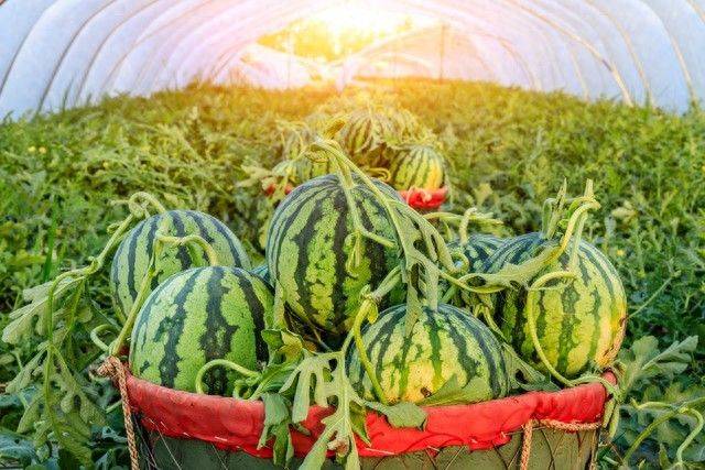 小拱棚西瓜种植技术视频