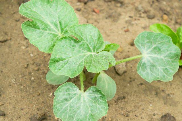 小拱棚西瓜种植技术视频