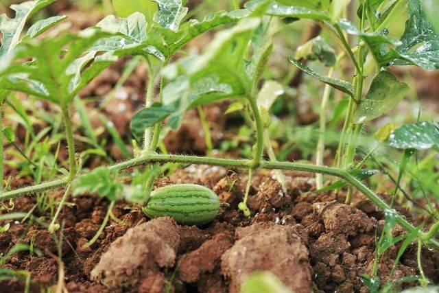 小拱棚西瓜种植技术视频