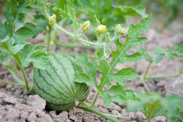 小拱棚西瓜种植技术视频