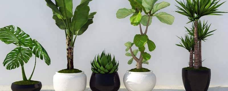 桑黄种植技术视频