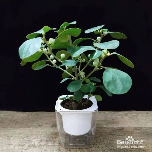 盆栽罂粟的种植方法