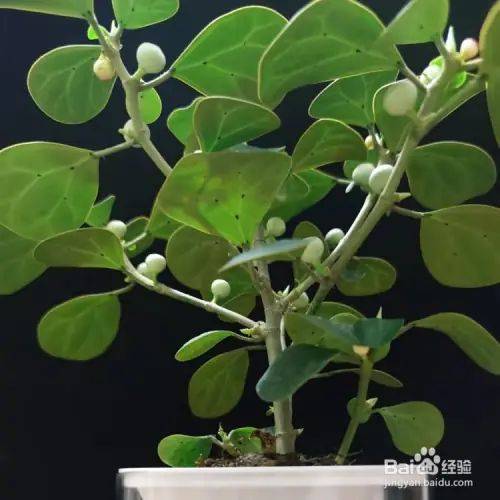 盆栽罂粟的种植方法