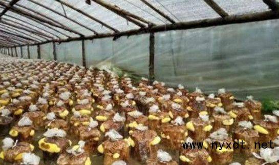 桑黄种植技术视频