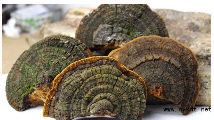 桑黄种植技术视频