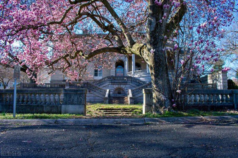 摇钱树的养殖方法和注意事项有哪些