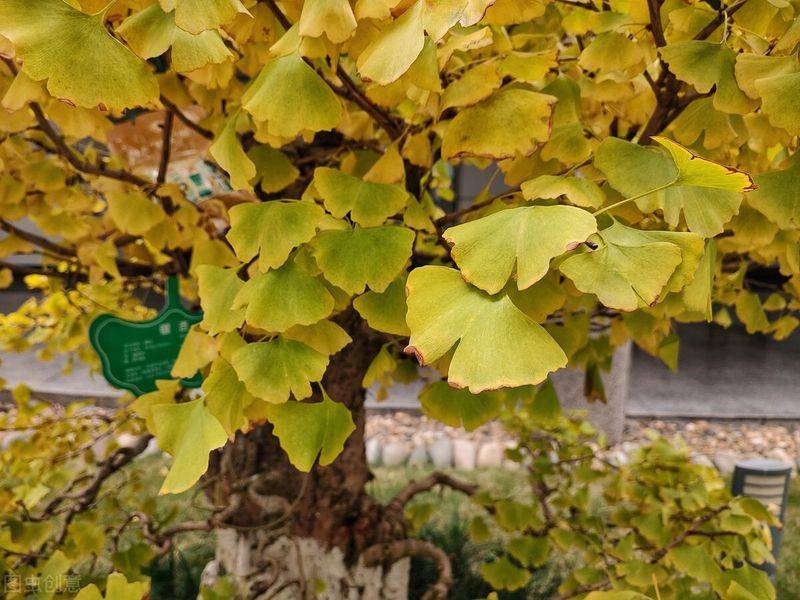 摇钱树的养殖方法和注意事项有哪些