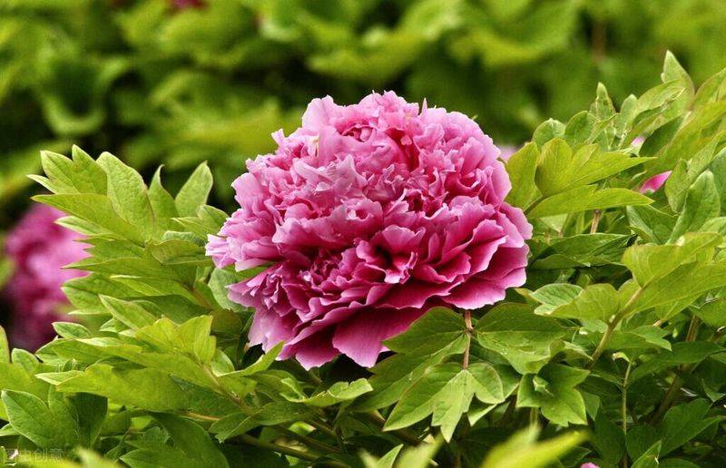 摇钱树的养殖方法和注意事项有哪些