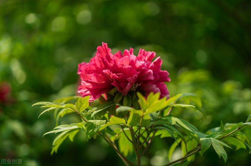 摇钱树的养殖方法和注意事项有哪些