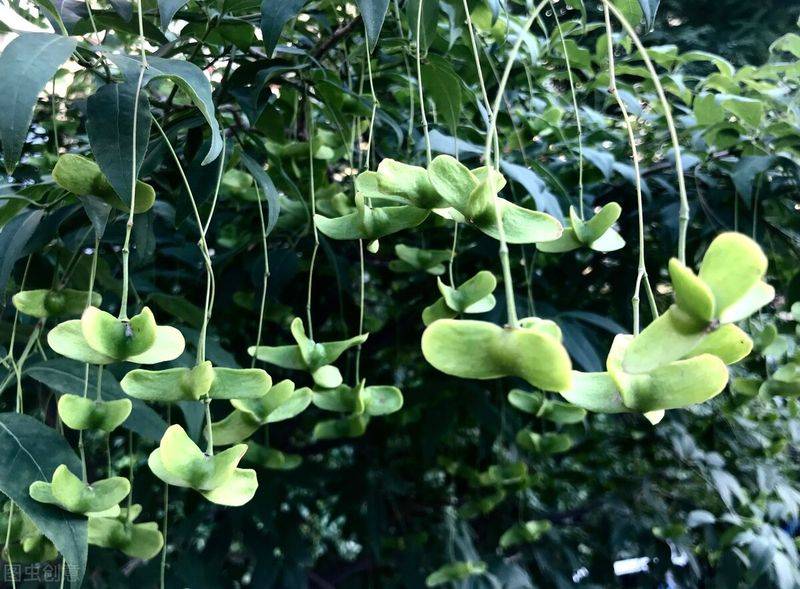 摇钱树的养殖方法和注意事项有哪些