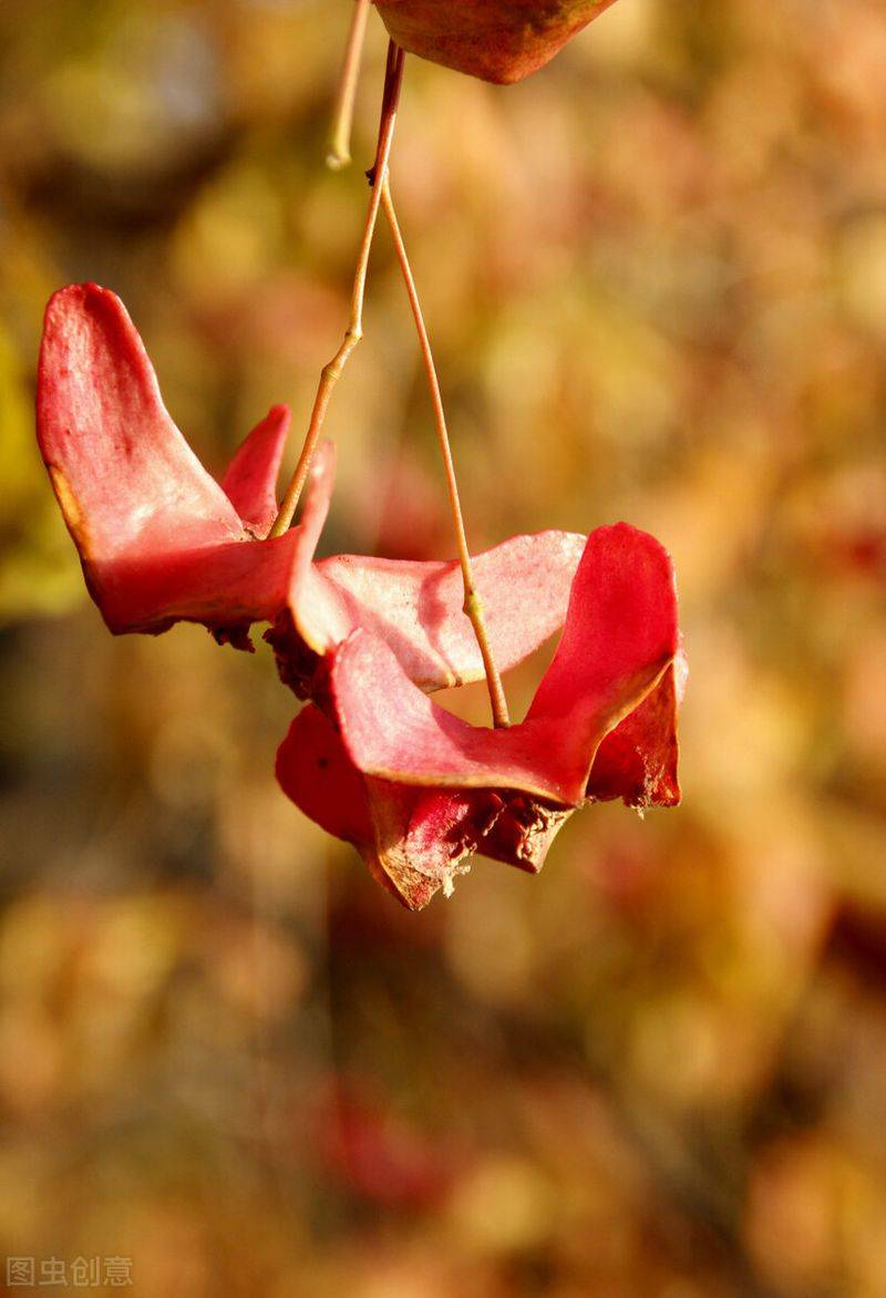 摇钱树的养殖方法和注意事项有哪些