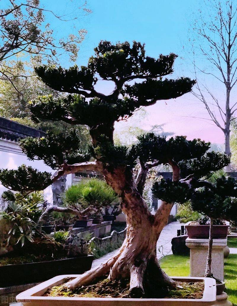 摇钱树的养殖方法和注意事项有哪些