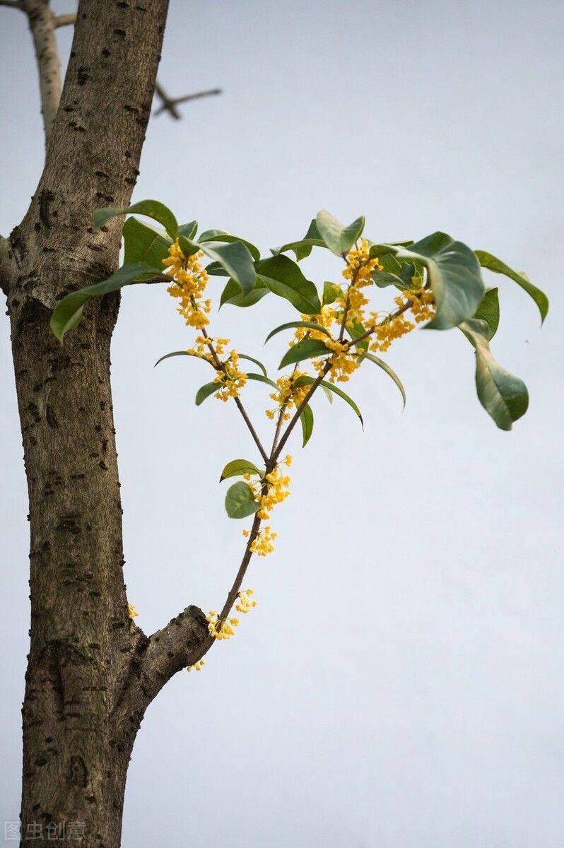 摇钱树的养殖方法和注意事项有哪些